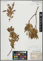 Foto von Salix alba L. x Salix pentandra L.